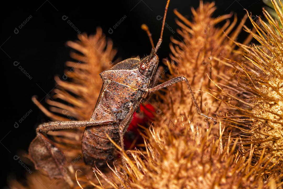 Fotos Fotografia macro de urucum, planta de batom (Bixa orellana), Achiote ou urucum.