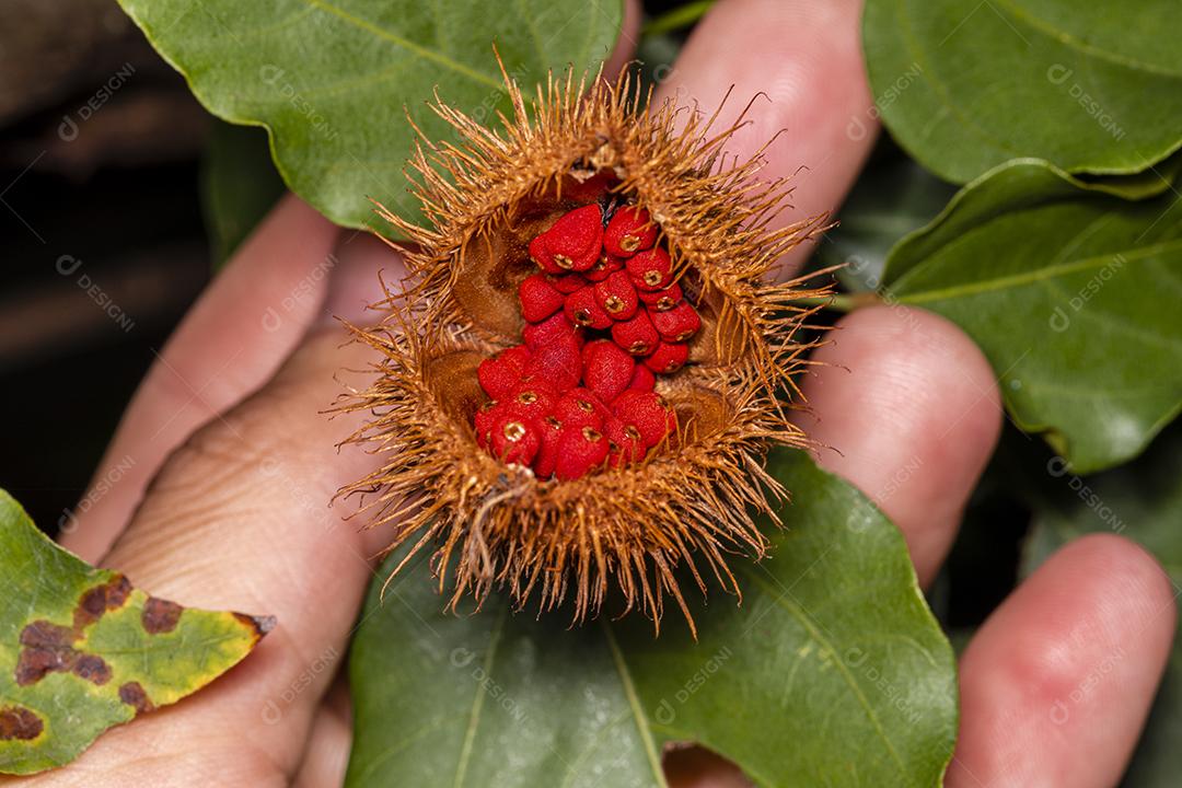 Fotos Fotografia macro de urucum, planta de batom (Bixa orellana), Achiote ou urucum.