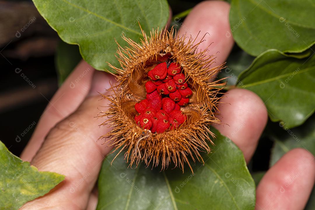 Fotos Fotografia macro de urucum, planta de batom (Bixa orellana), Achiote ou urucum.