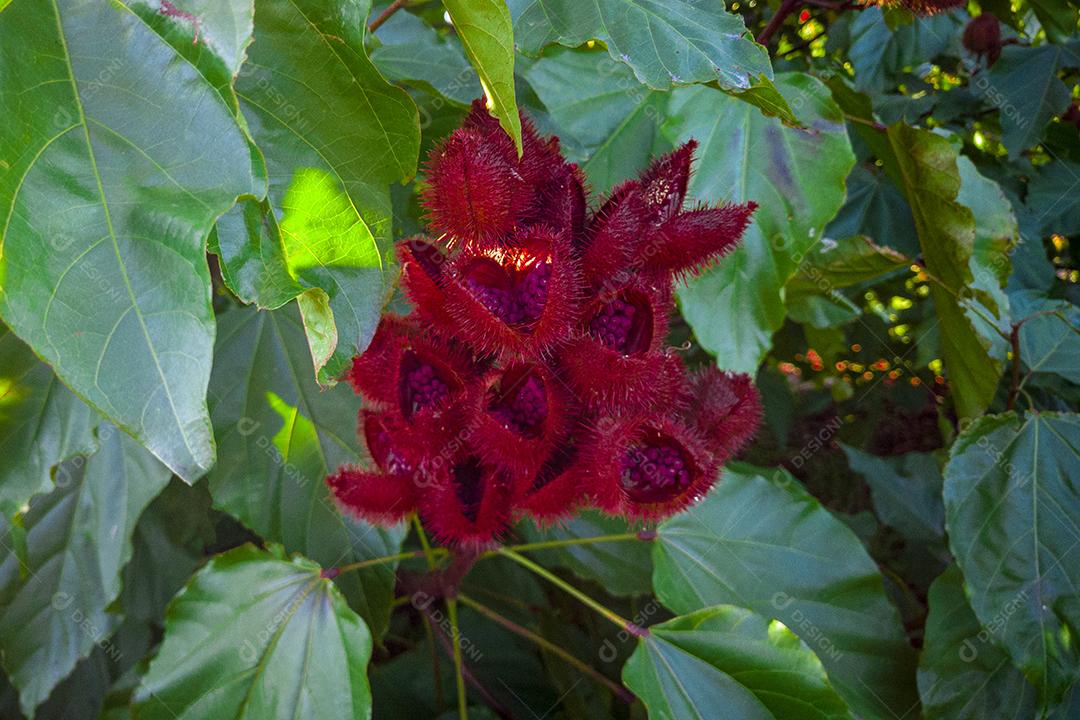 Urucum, planta de batom (Bixa orellana), Achiote ou urucum Imagem JPG