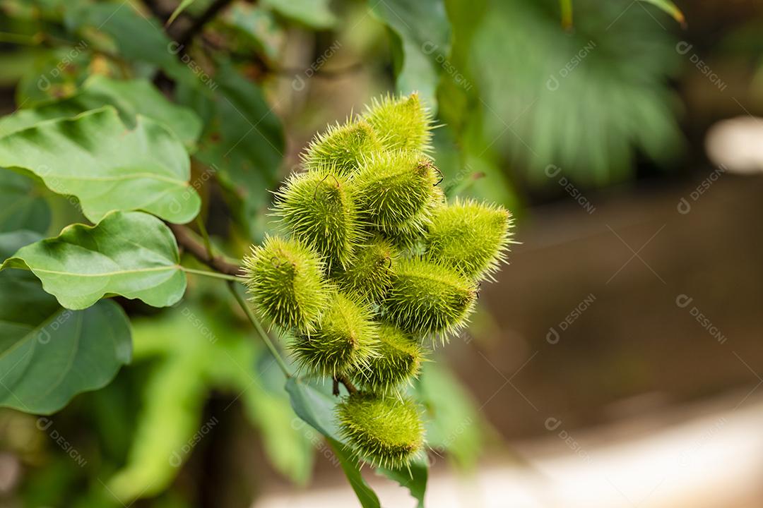 Fotos plantação de urucum urucum em um dia ensolarado