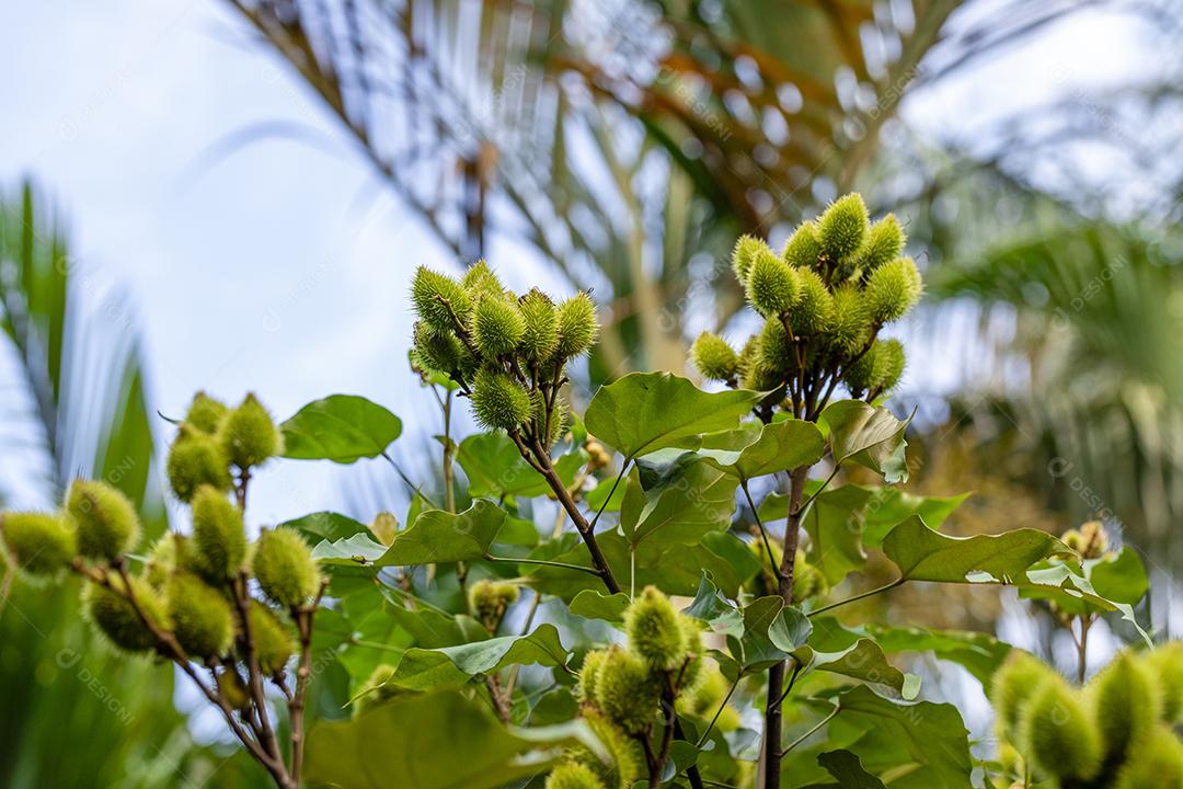 Fotos plantação de urucum urucum em um dia ensolarado