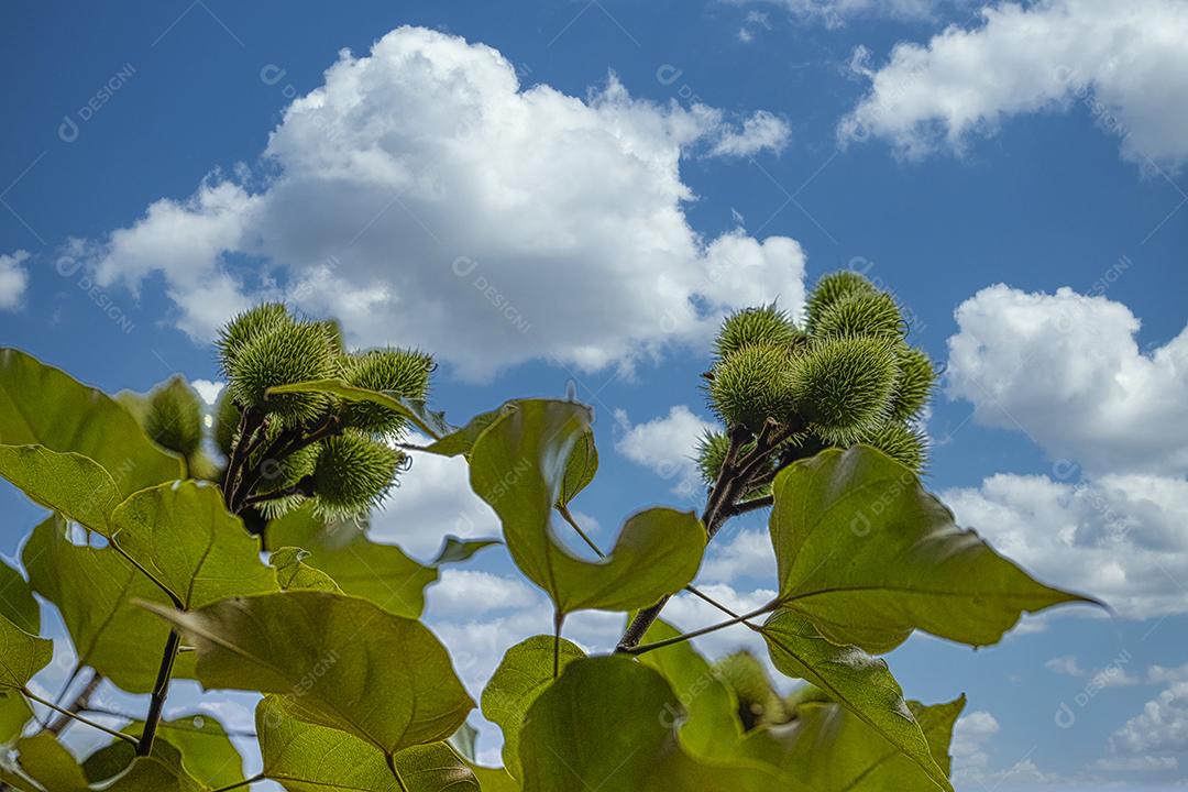 Fotos plantação de urucum urucum em um dia ensolarado