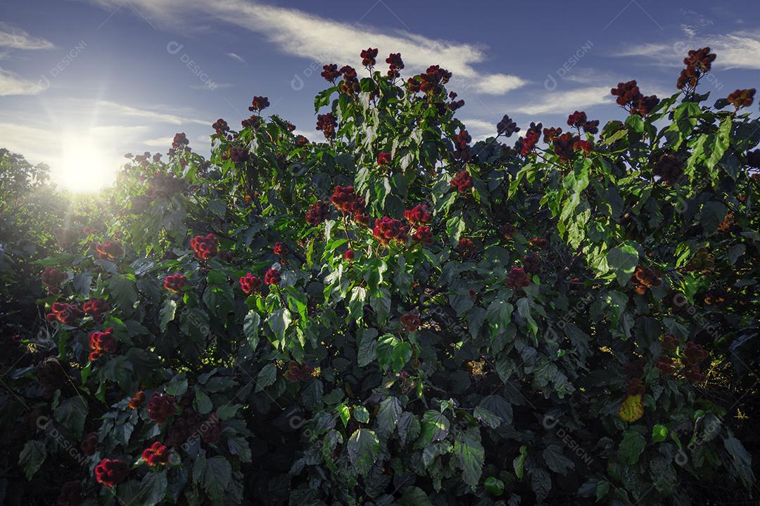 Fotos plantação de urucum urucum em um dia ensolarado