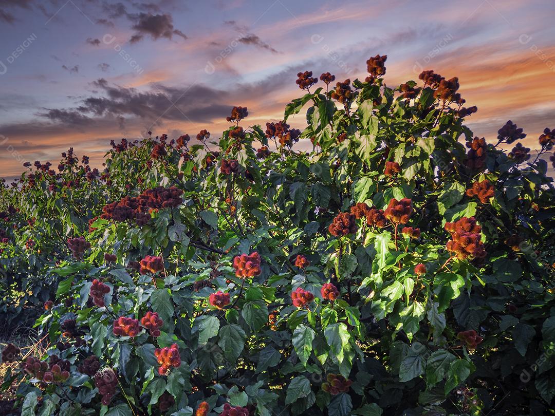 Fotos Linda plantação de urucum em um dia ensolarado com nuvens no céu azul.