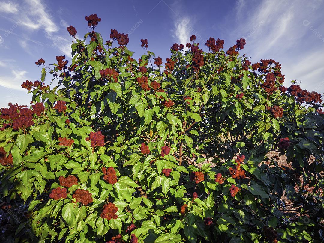 Fotos Linda plantação de urucum em um dia ensolarado com nuvens no céu azul.