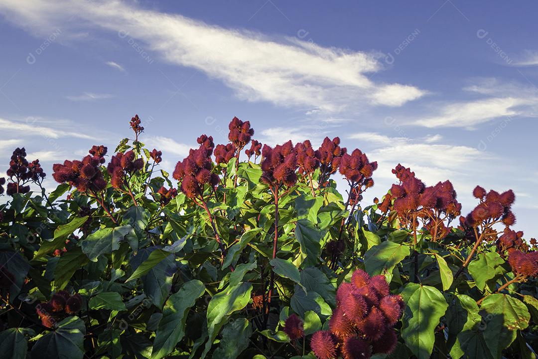 Fotos Linda plantação de urucum em um dia ensolarado com nuvens no céu azul.