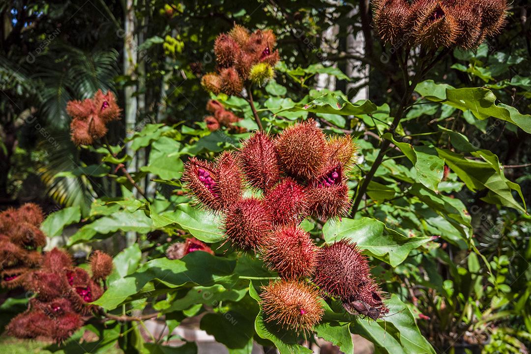 Plantação de urucum urucum em um dia ensolarado Imagem JPG