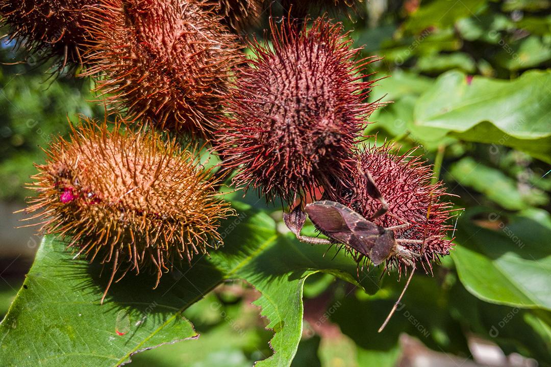 Plantação de urucum urucum em um dia ensolarado Imagem JPG