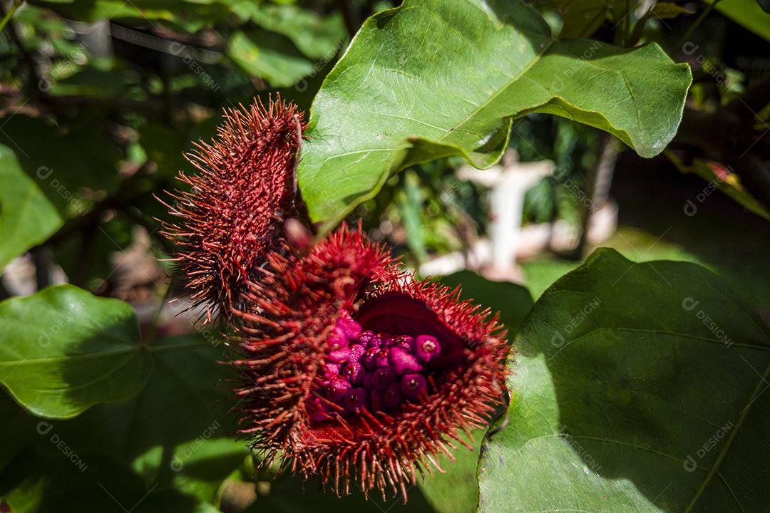 Plantação de urucum urucum em um dia ensolarado Imagem JPG