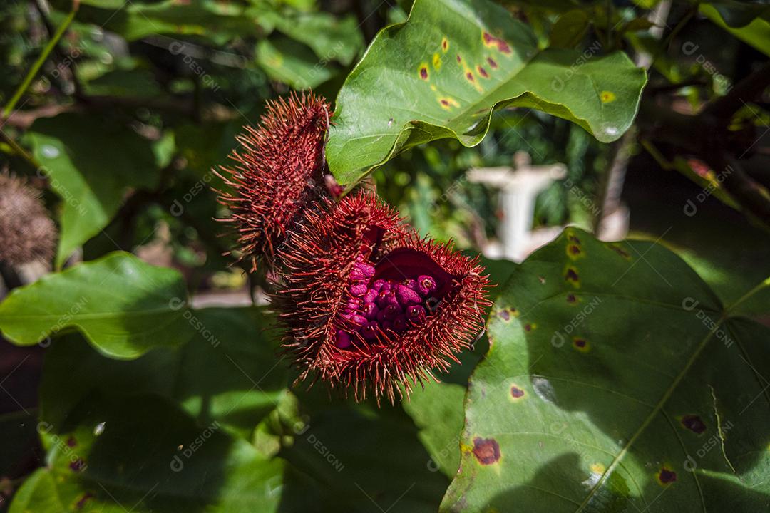 Plantação de urucum urucum em um dia ensolarado Imagem JPG