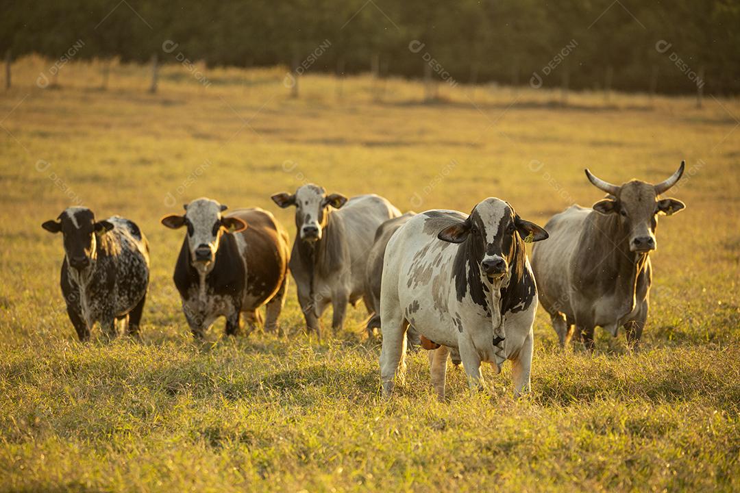 Bois pastando no campo Imagem JPG