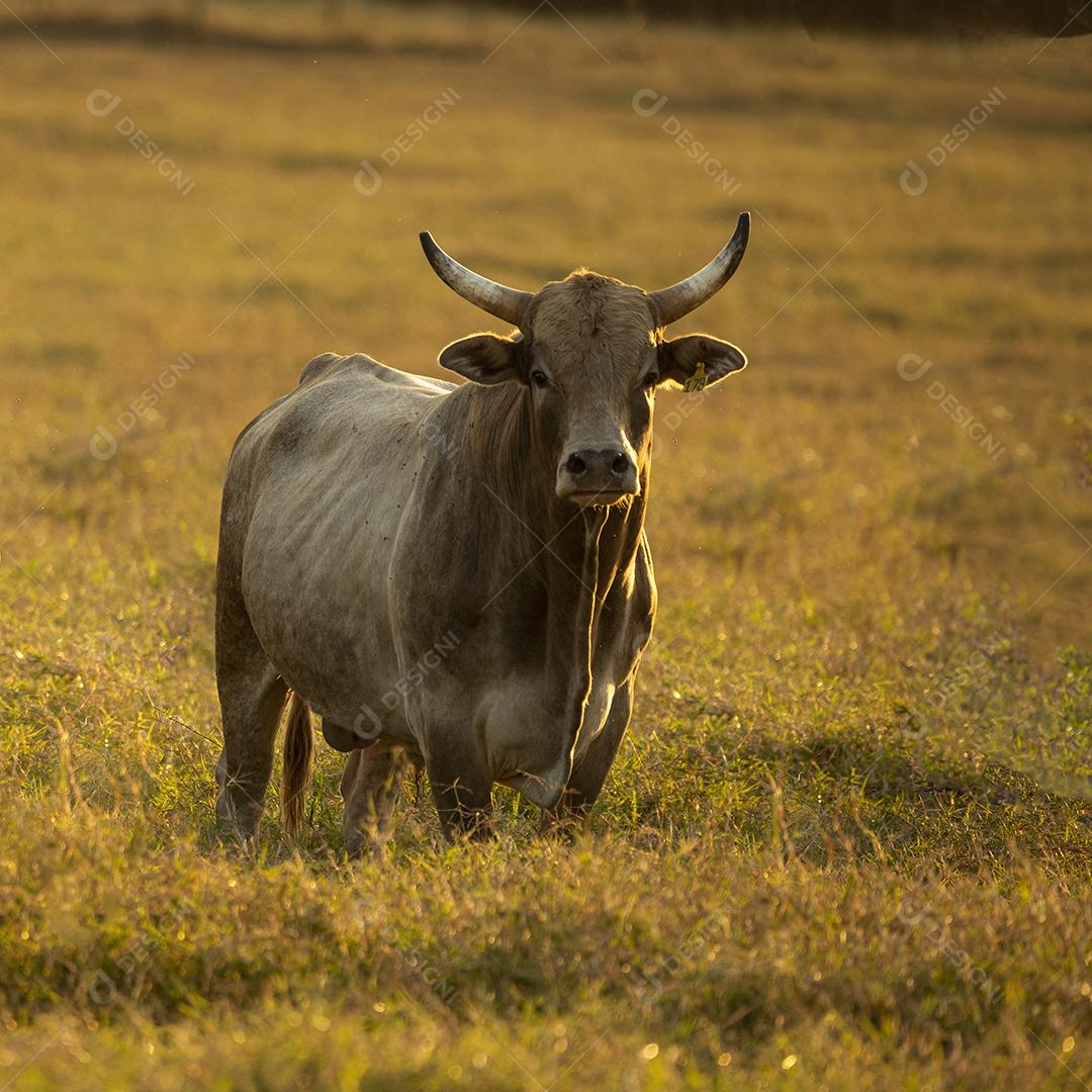 Touros pastando no campo Imagem JPG
