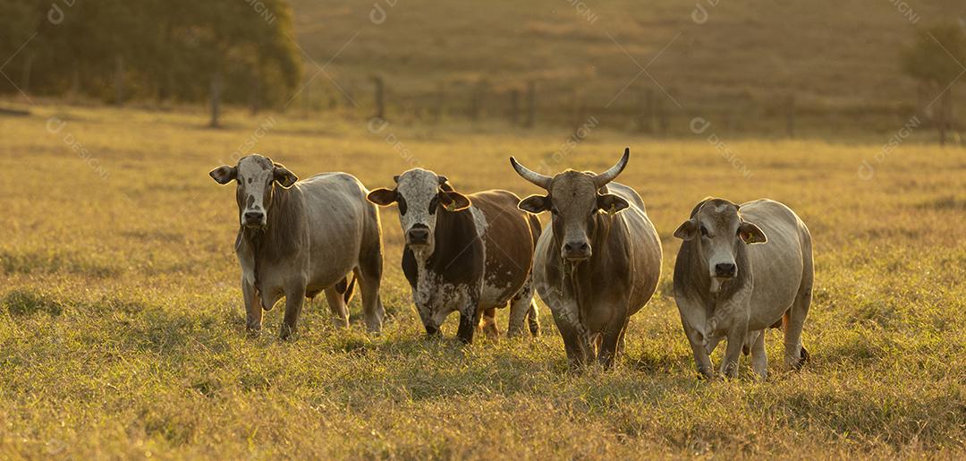 Touros pastando no campo Imagem JPG