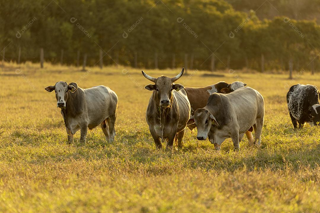 Bois pastando no campo Imagem JPG