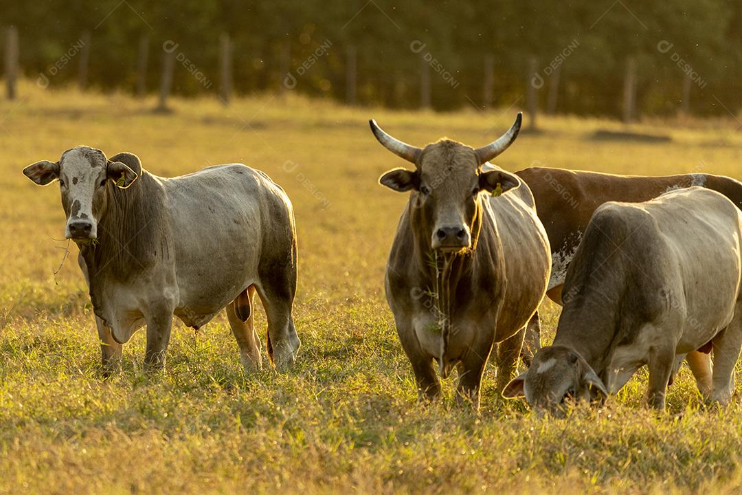 Bois pastando no campo Imagem JPG