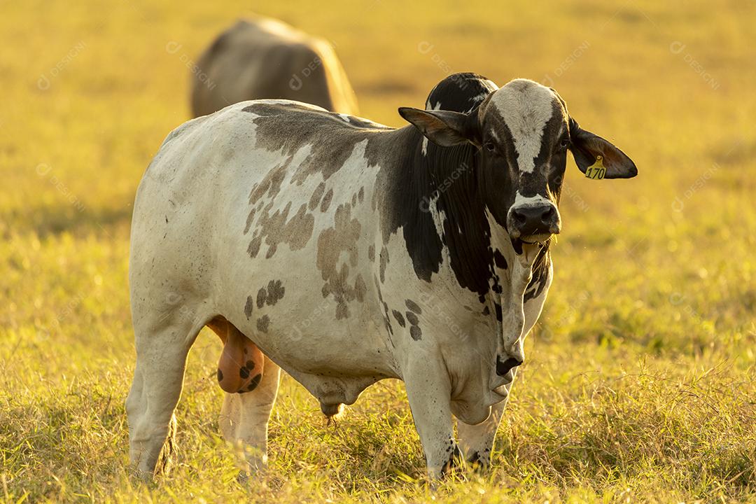 Bois pastando no campo Imagem JPG