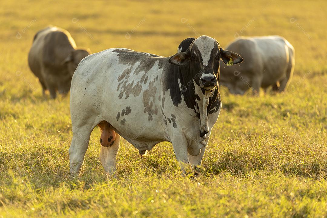 Bois pastando no campo Imagem JPG