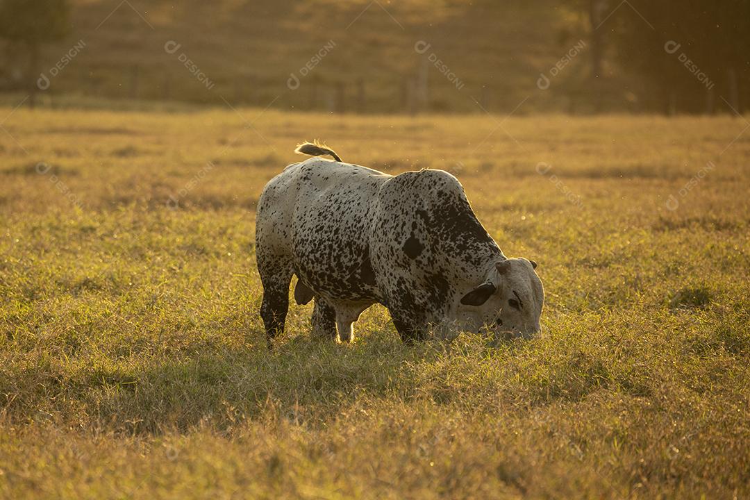 Bois pastando no campo Imagem JPG