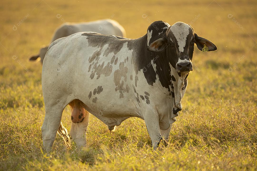 Bois pastando no campo Imagem JPG