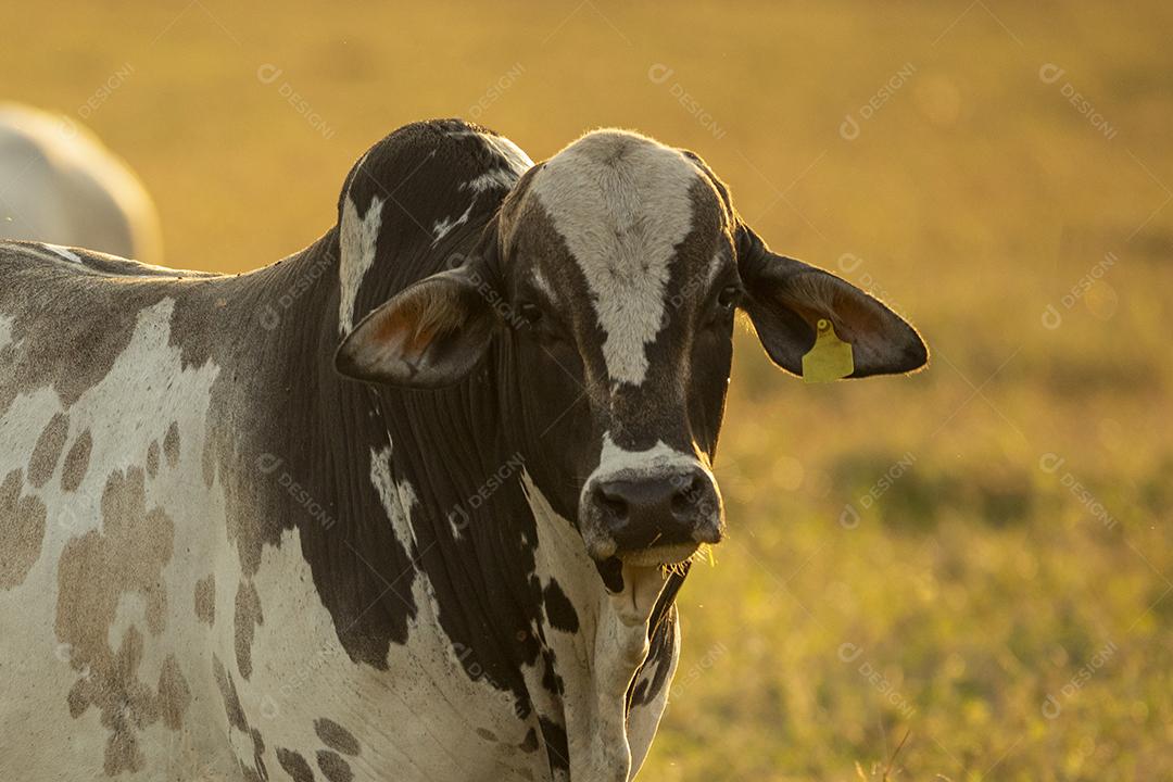 Bois pastando no campo Imagem JPG