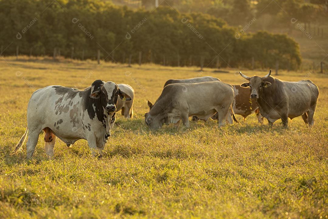 Bois pastando no campo Imagem JPG
