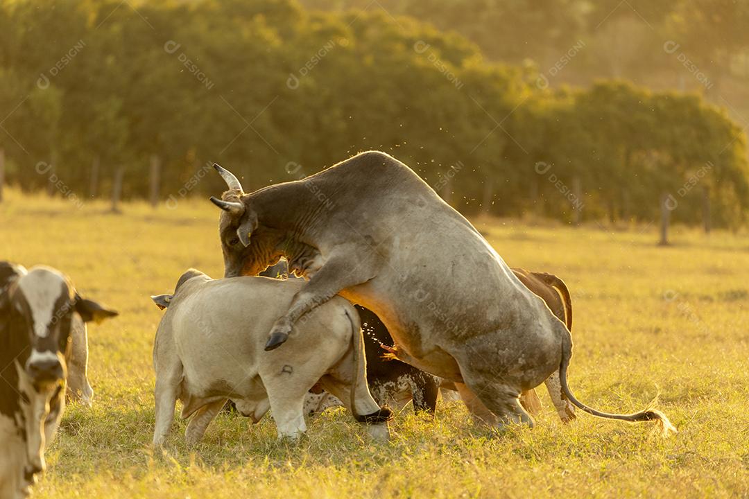 Bois pastando no campo Imagem JPG