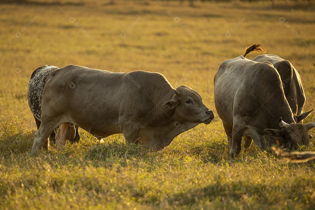 Bois pastando no campo Imagem JPG