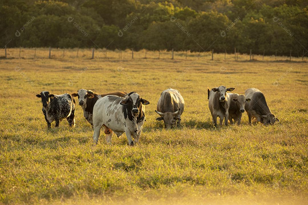 Bois pastando no campo Imagem JPG