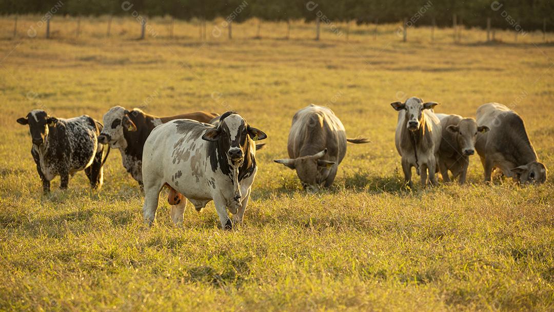 Bois pastando no campo Imagem JPG