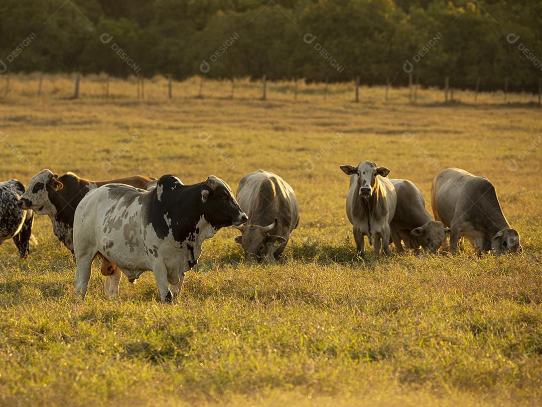 Bois pastando no campo Imagem JPG