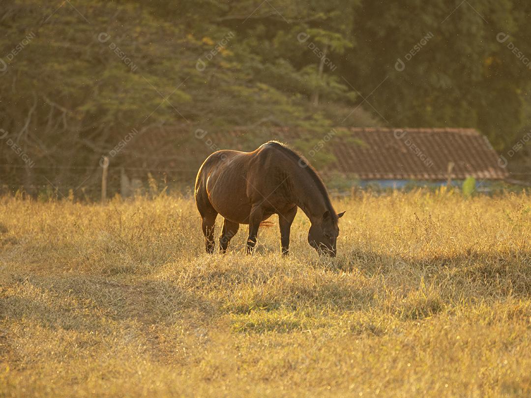 Cavalo pastando no campo Imagem JPG