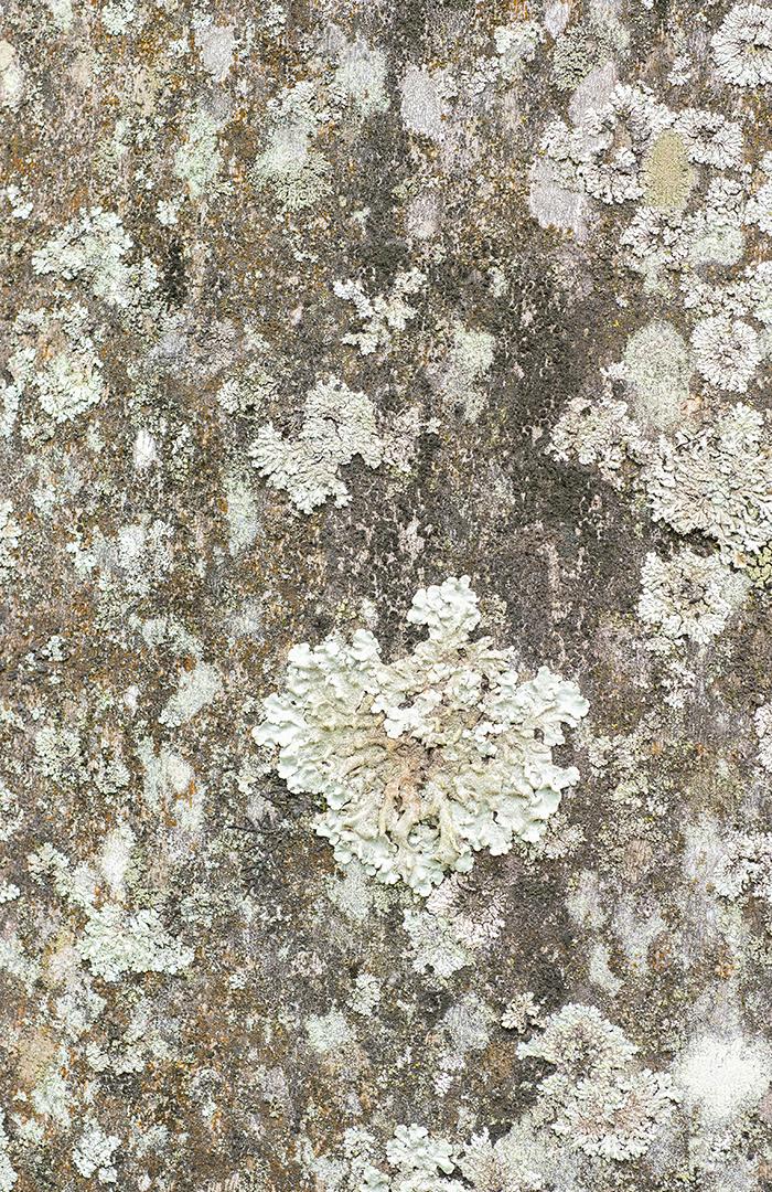 Vários líquens em um tronco de árvore em uma floresta tropical