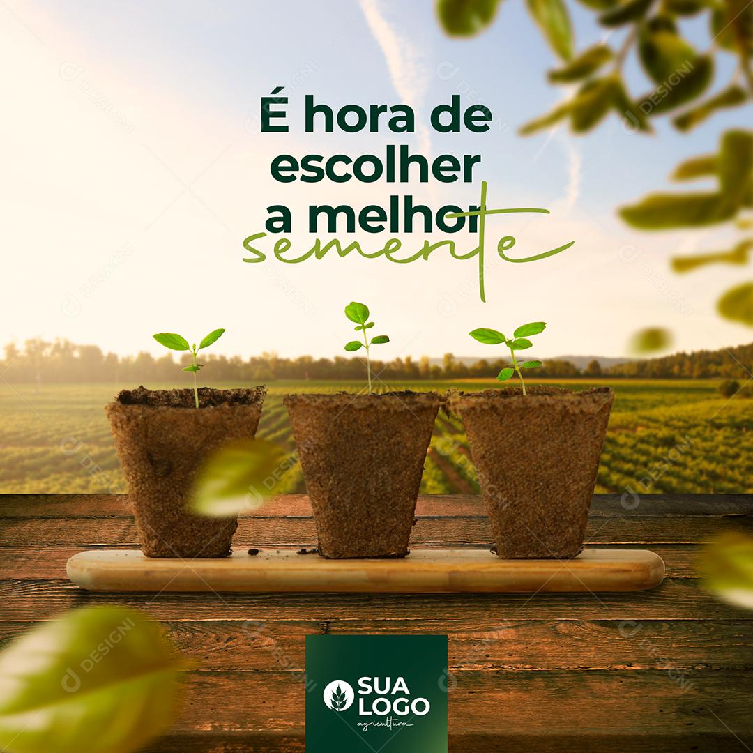 Post Agro é Hora de Escolher a Melhor Semente  Social Media PSD Editável
