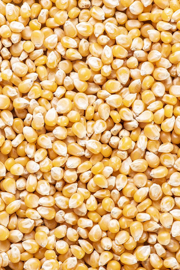 Grãos de milho cru (Sementes de Pipoca) JPG