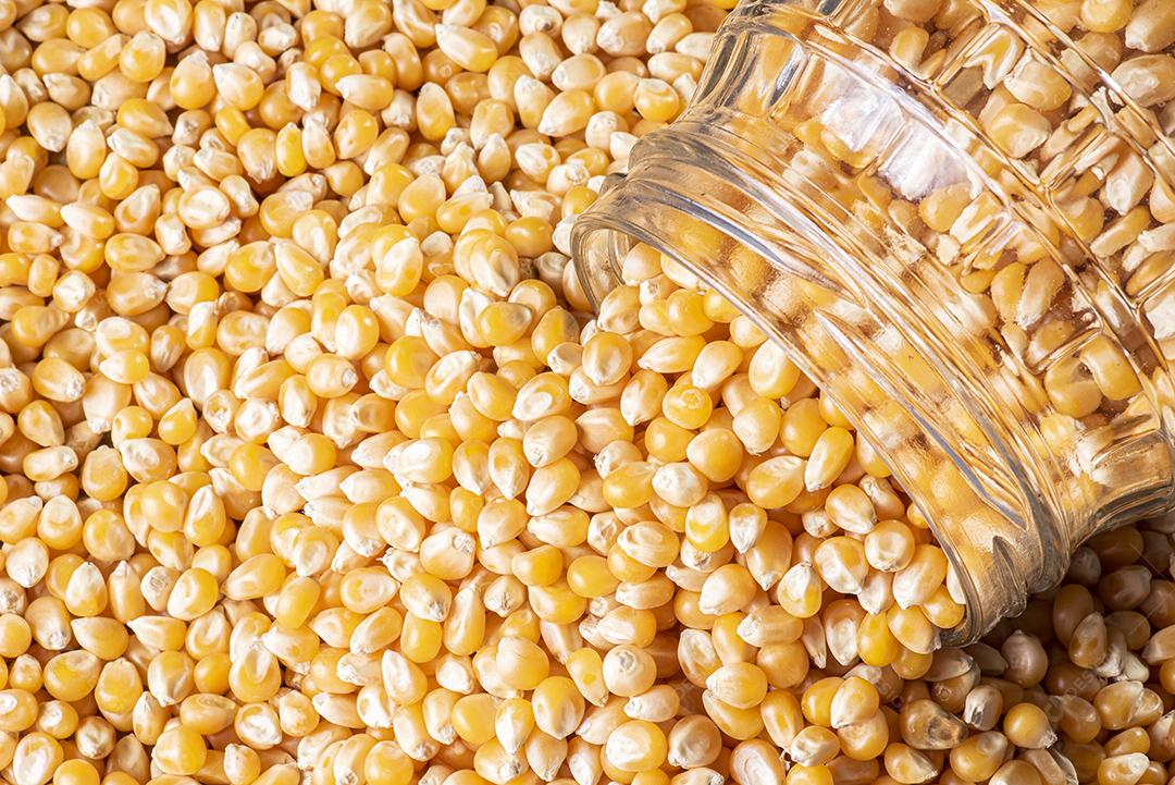 Grãos de milho cru (Sementes de Pipoca) JPG