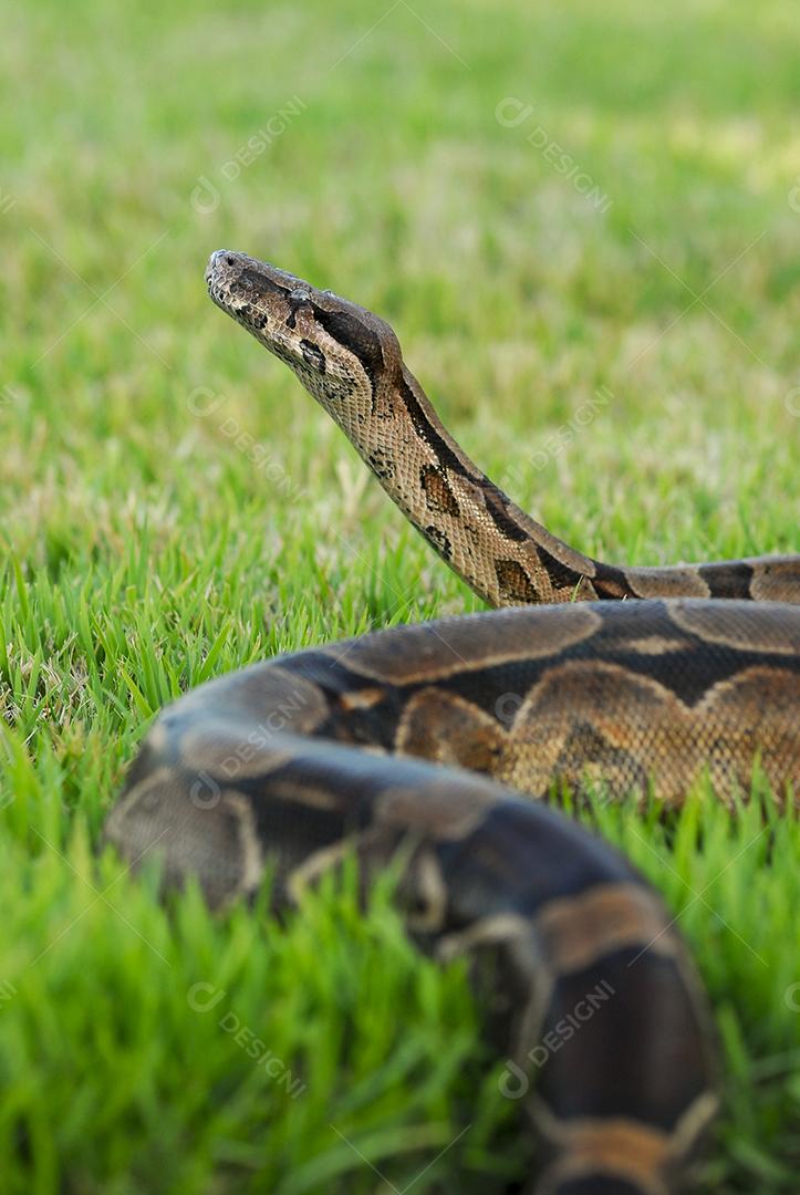 Cobra jibóia sobre grama verde com fundo desfocado