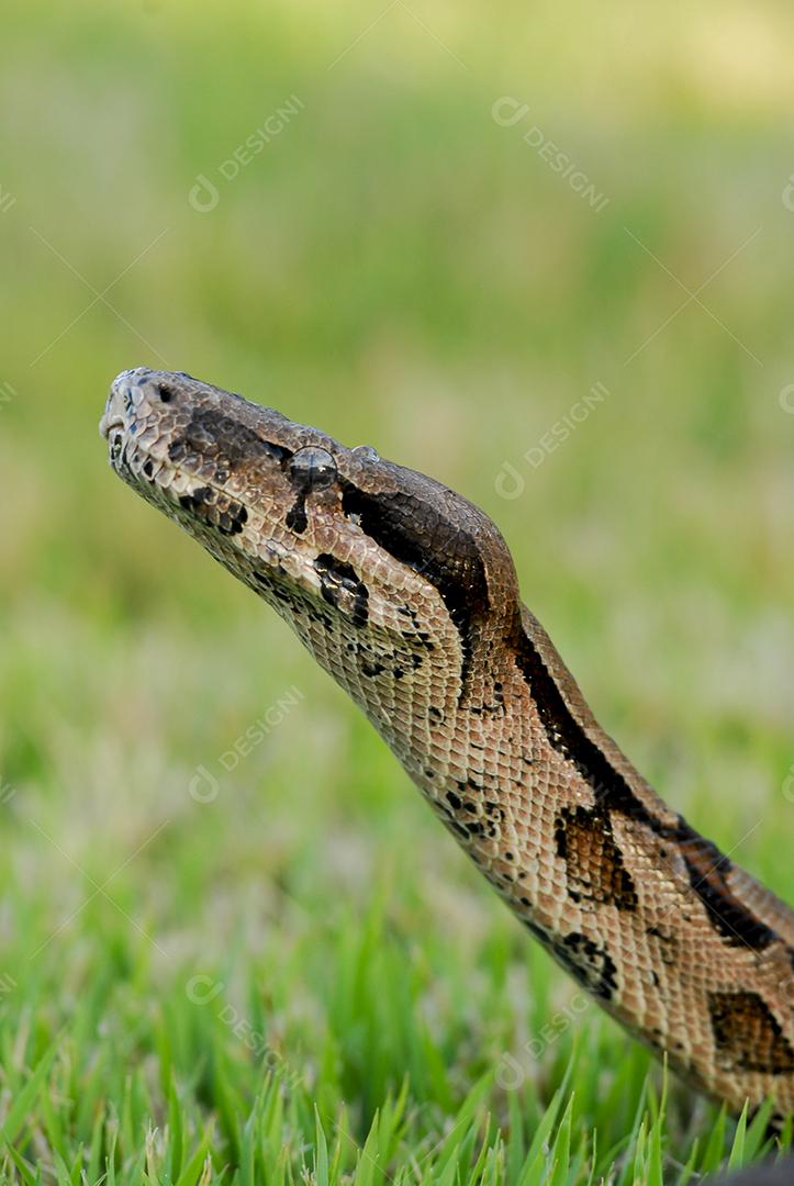 Boa constrictor snake on green grass with blurred background
