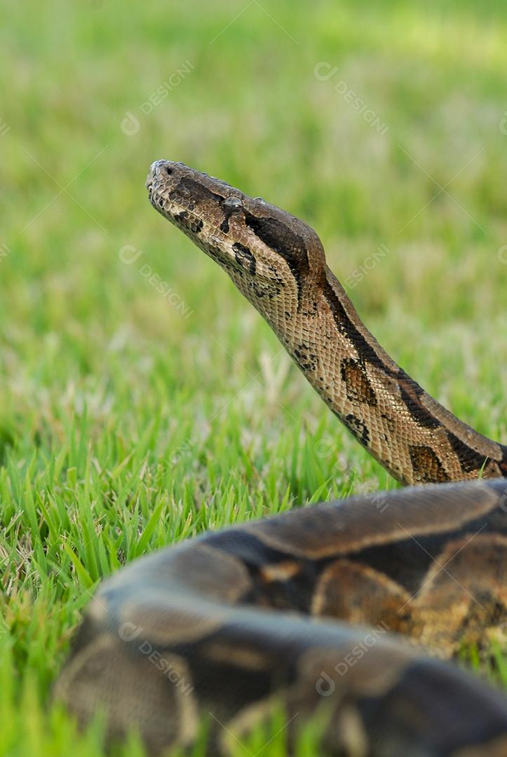 Cobra jibóia sobre grama verde com fundo desfocado