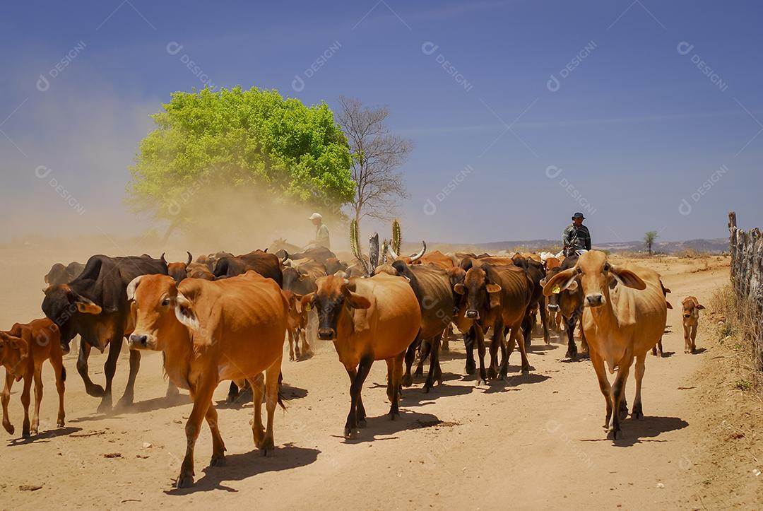Gado sendo transportado por uma estrada de terra no sertão da Paraíba
