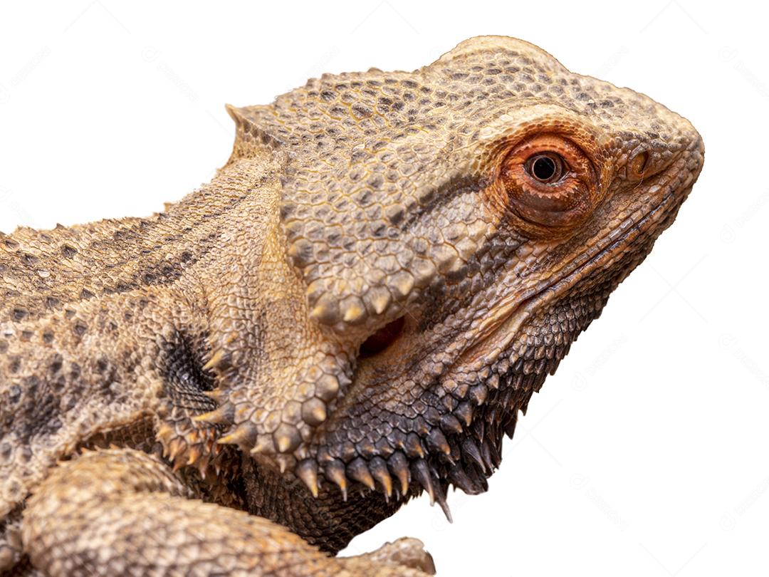Close up on a bearded dragon (pogona sp) on white background Image JPG