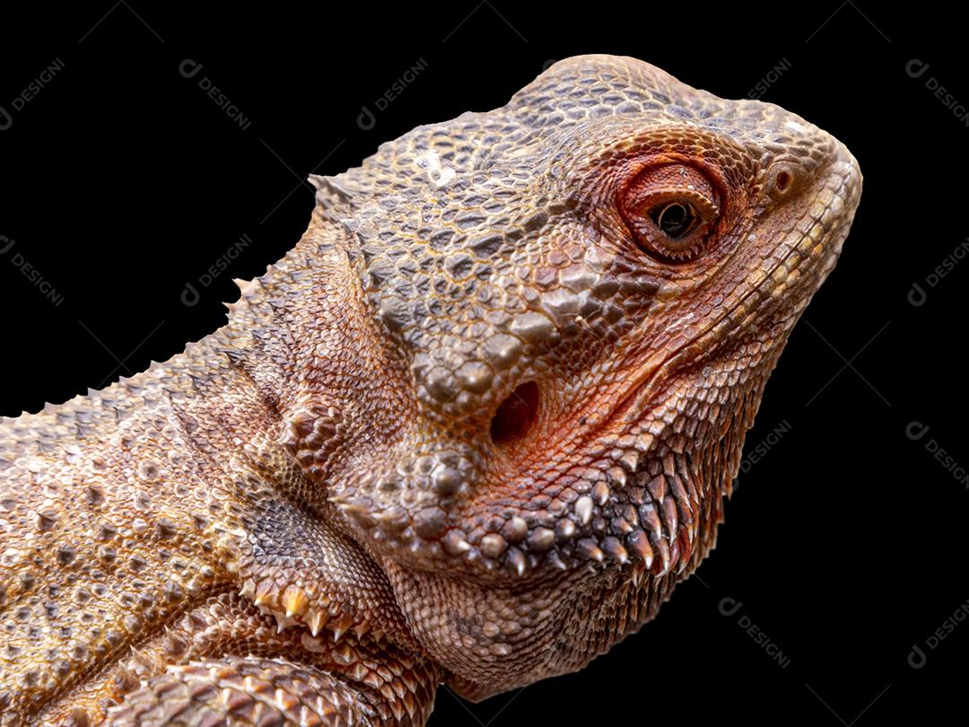 Feche em um dragão barbudo (pogona sp) em fundo branco Imagem JPG