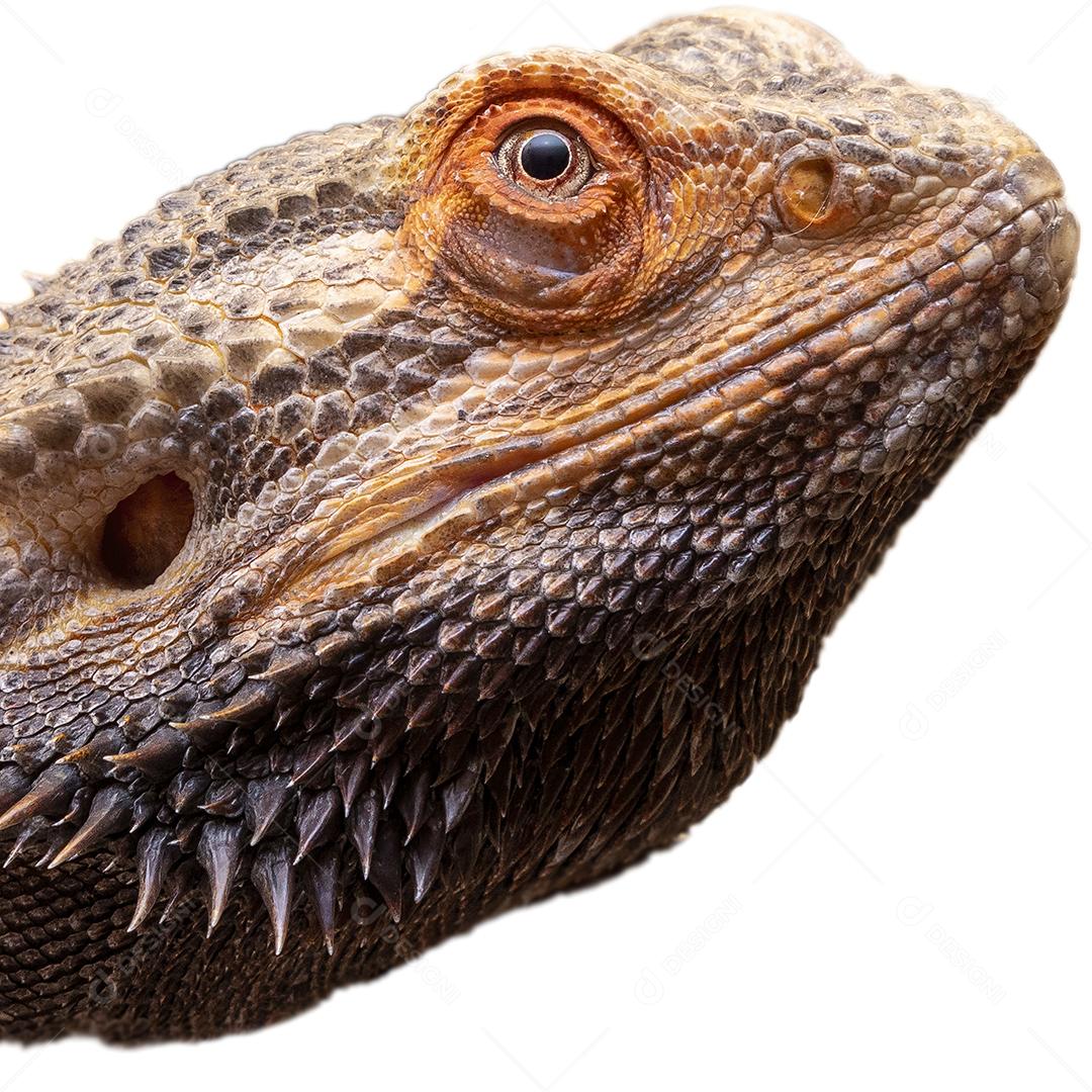 Feche em um dragão barbudo (pogona sp) em fundo branco Imagem JPG