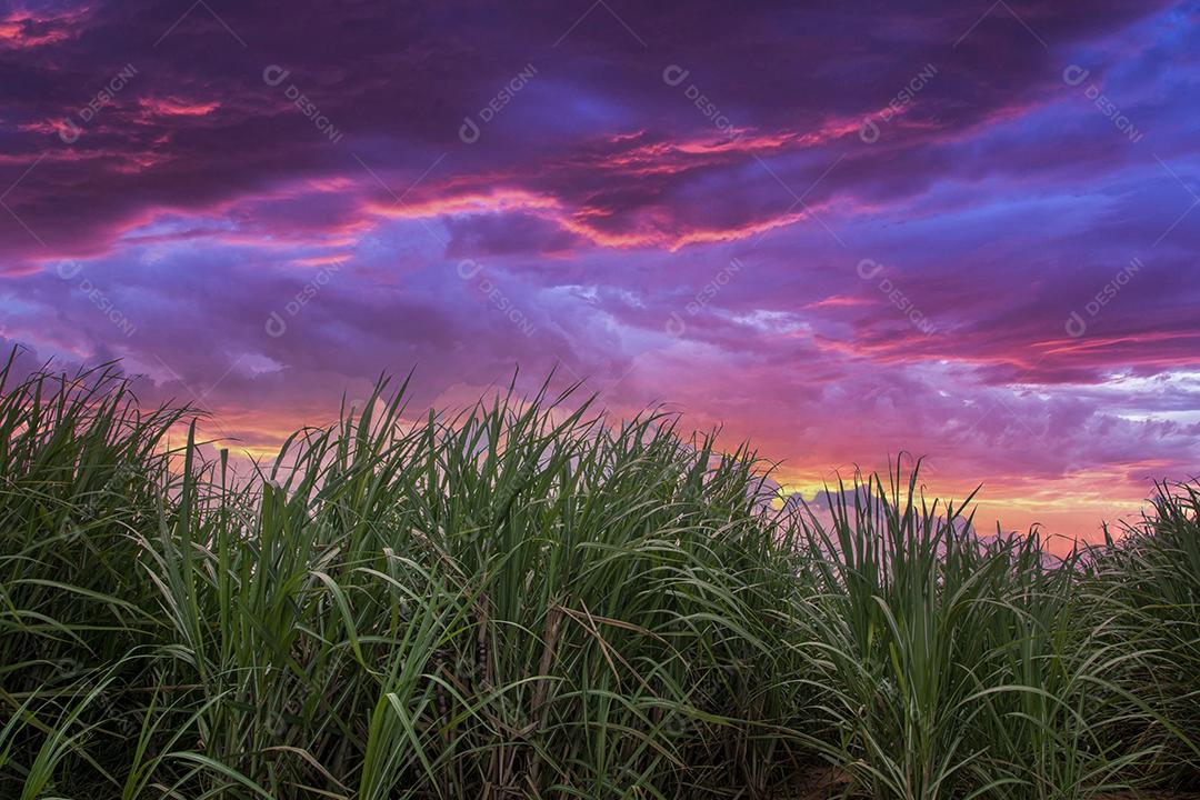 Plantação de cana-de-açúcar em um pôr do sol Imagem JPG