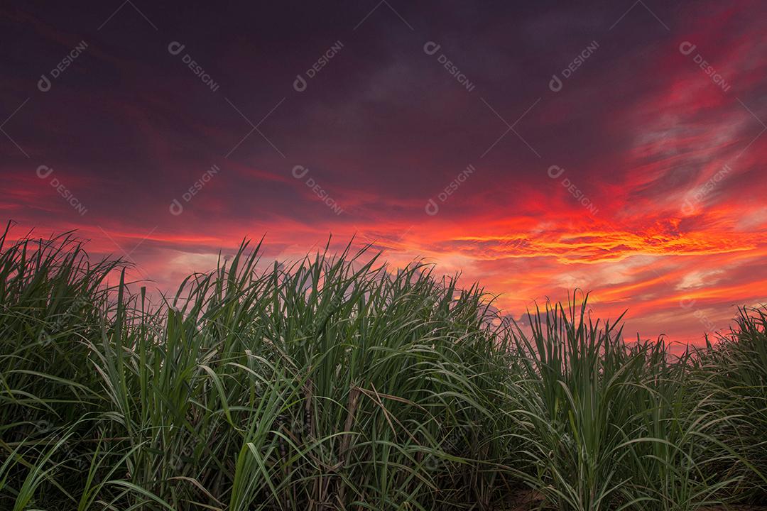 Plantação de cana-de-açúcar em um pôr do sol Imagem JPG