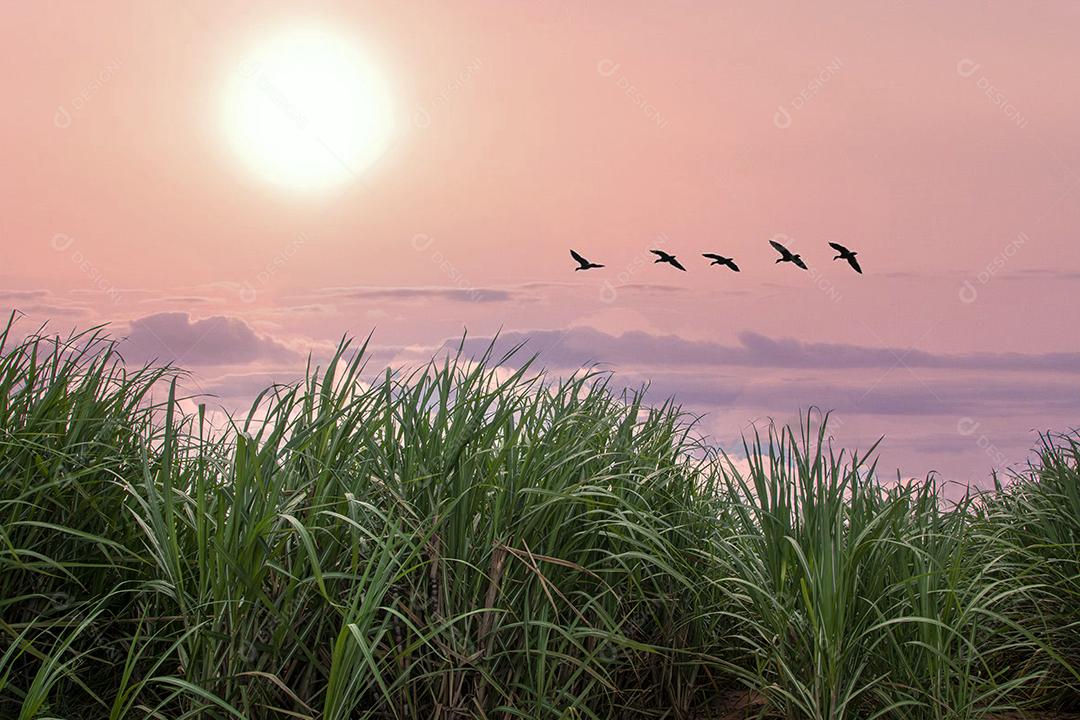 Plantação de cana-de-açúcar em um pôr do sol Imagem JPG