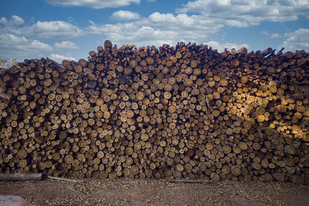 Pilha de madeira cortada, pinho, eucalipto Imagem JPG