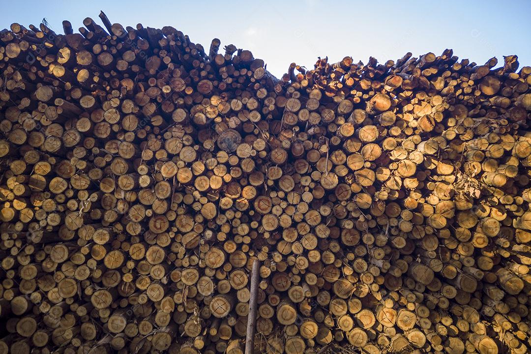Pilha de madeira cortada, pinho, eucalipto Imagem JPG