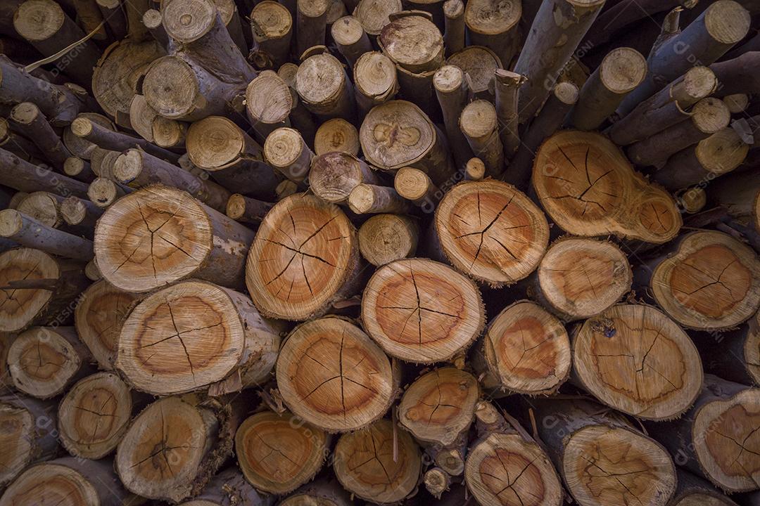 Pilha de madeira cortada, pinho, eucalipto Imagem JPG
