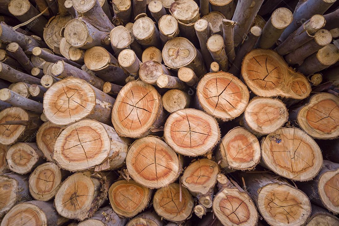 Pilha de madeira cortada, pinho, eucalipto Imagem JPG